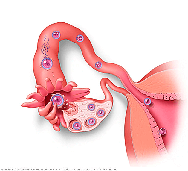 fertilizacao-implantacao-gravidez
