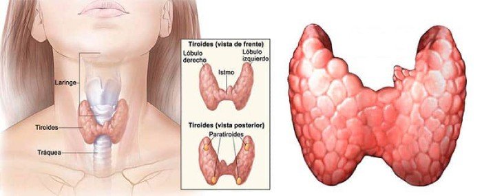 EXAMES PARA TIREOIDE