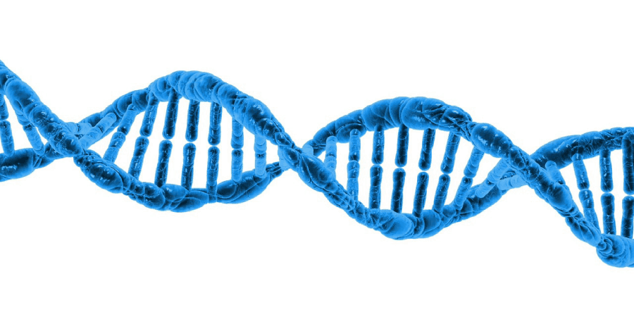 dna fetal