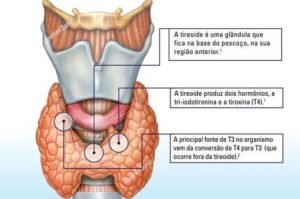 O que é tireoide e como seu funcionamento afeta o organismo
